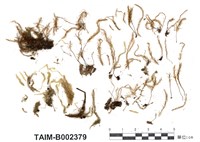 藏品(鑽葉鱗葉苔)的圖片